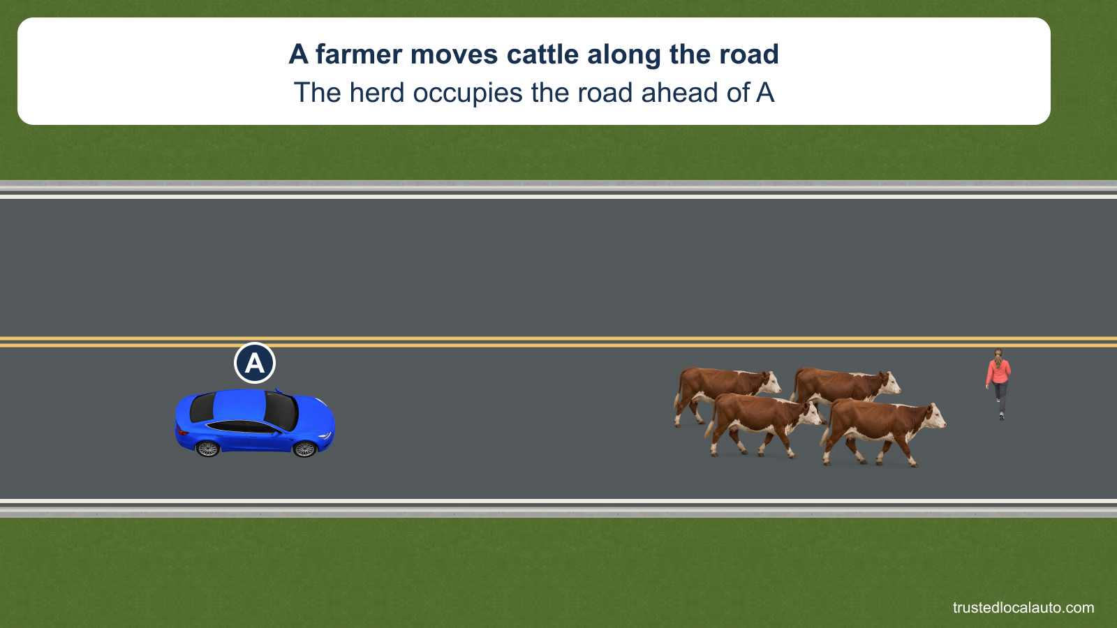 A blue car approaches four cattle occupying its lane, with the farmer ahead. The question leaves A unmarked and gives neither a waiting boundary nor a passing path.