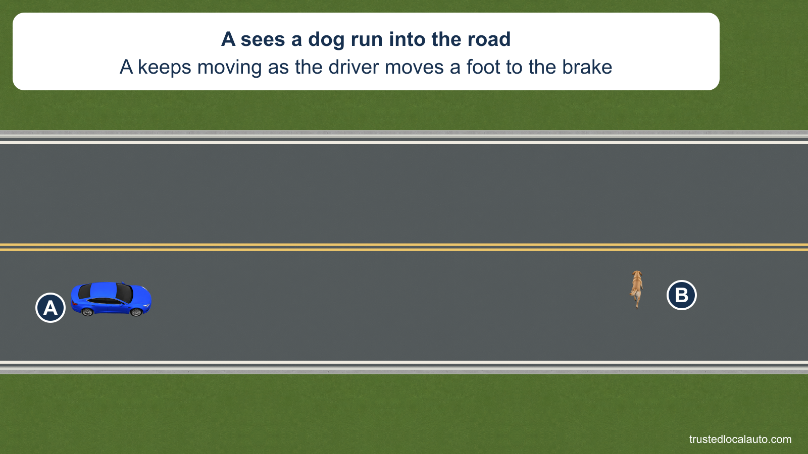 A travels east on a two-lane road as dog B runs north into A’s lane well ahead. The card states that the car keeps moving while the driver sees the danger and moves a foot toward the brake.